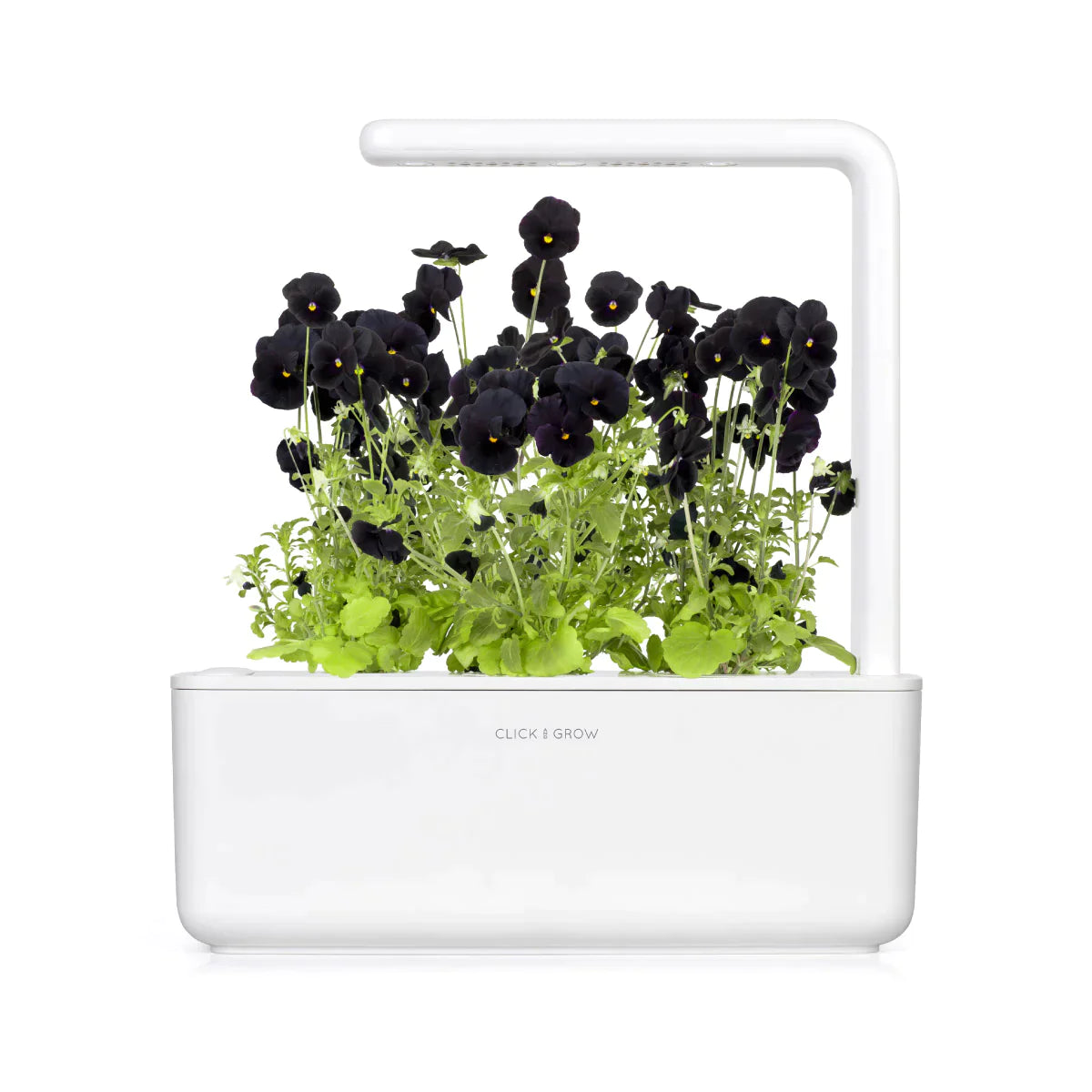 Black Pansy Plant Pods for Click and Grow Gardens