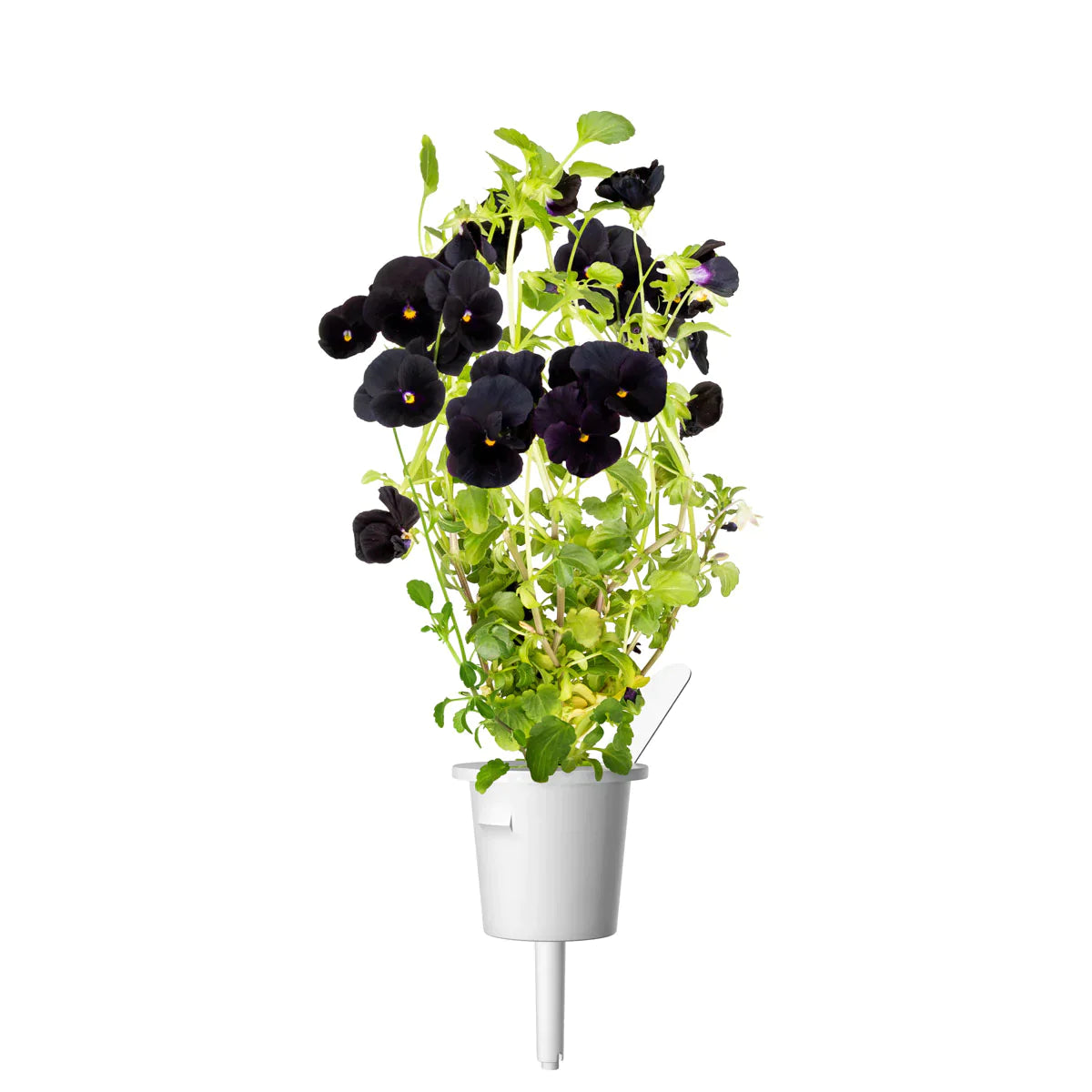 Black Pansy Plant Pods for Click and Grow Gardens